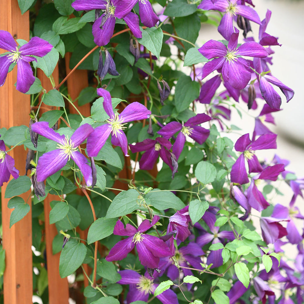 Proven Winners® Happy Jack® Purple Clematis Vine
