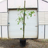 Hass Avocado Tree