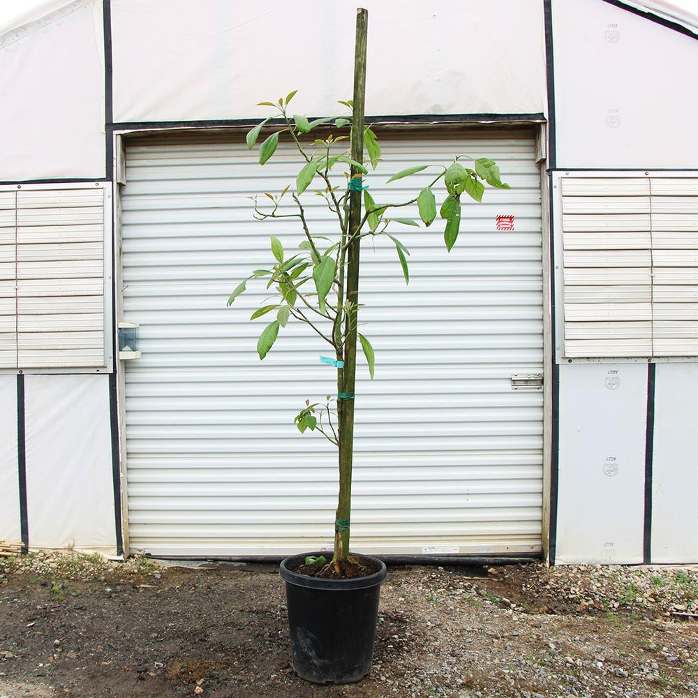 Hass Avocado Tree