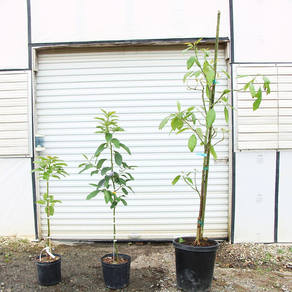 Hass Avocado Tree