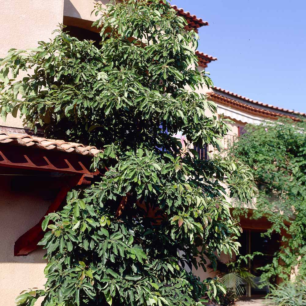 Hass Avocado Tree