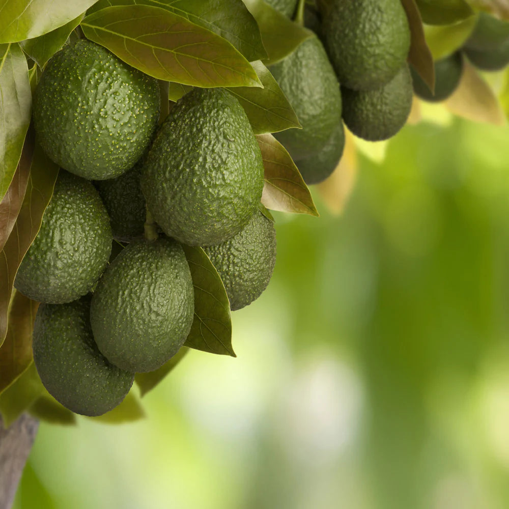 Hass Avocado Tree Arizona