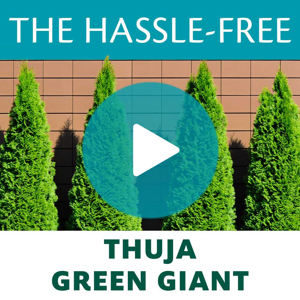 Thuja Green Giant Arborvitae