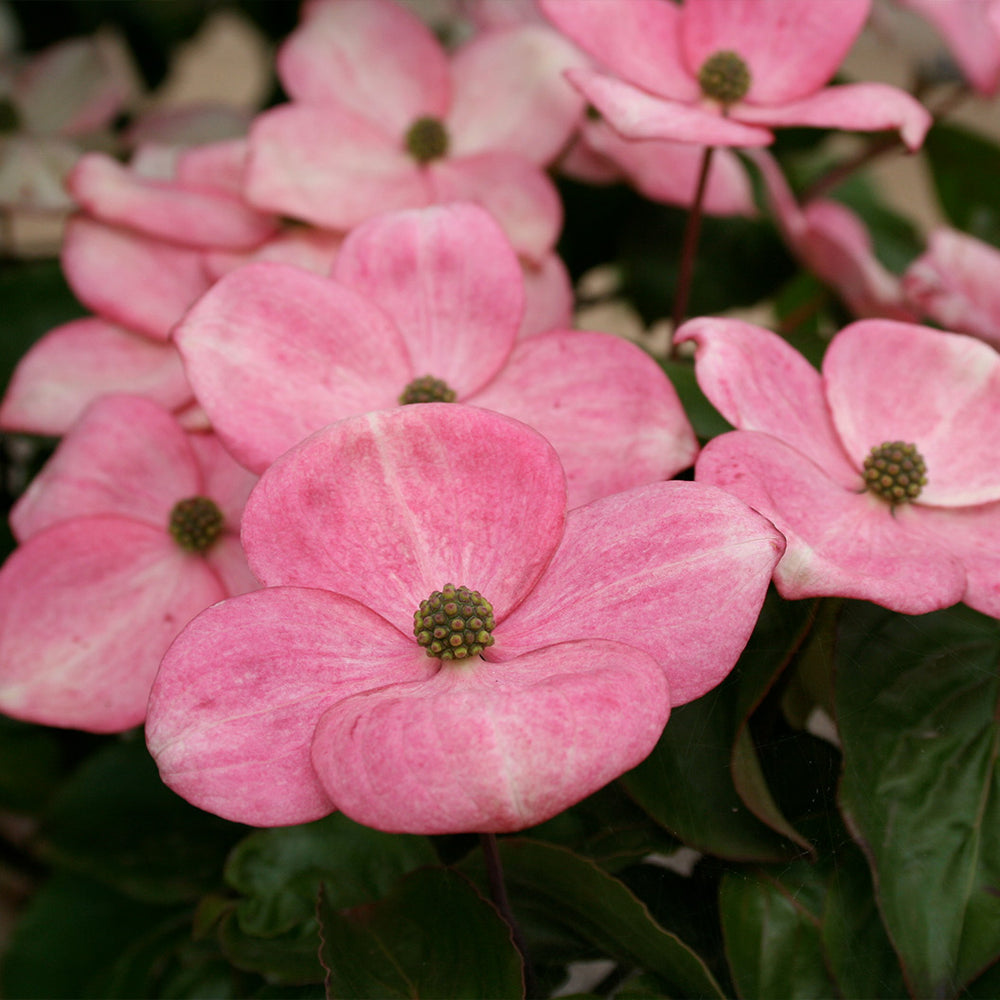 Heart Throb® Dogwood Tree