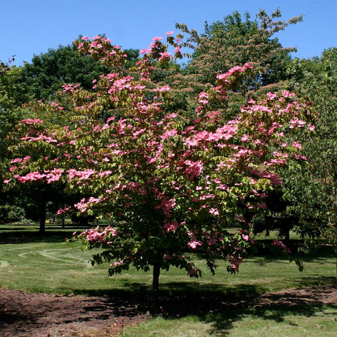 Heart Throb® Dogwood Tree