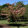 Heart Throb® Dogwood Tree