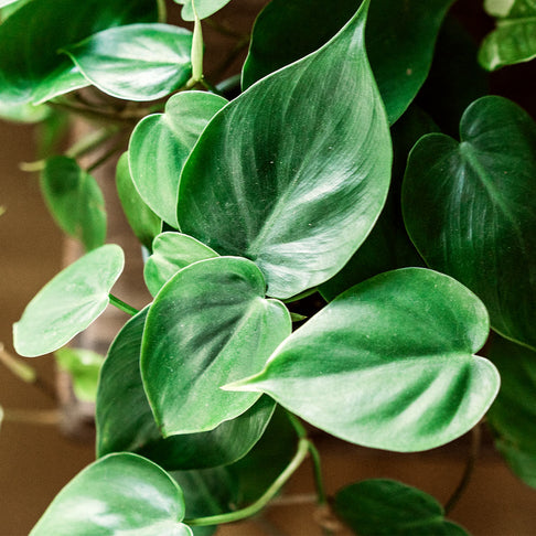 Heart-Leaf Philodendron