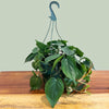Heart-Leaf Philodendron