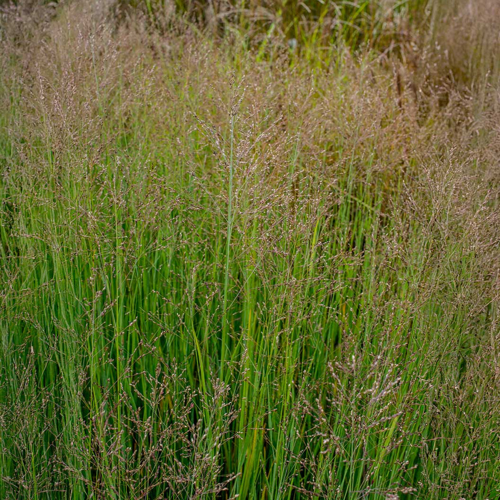 Heavy Metal Blue Switch Grass