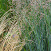 Heavy Metal Blue Switch Grass