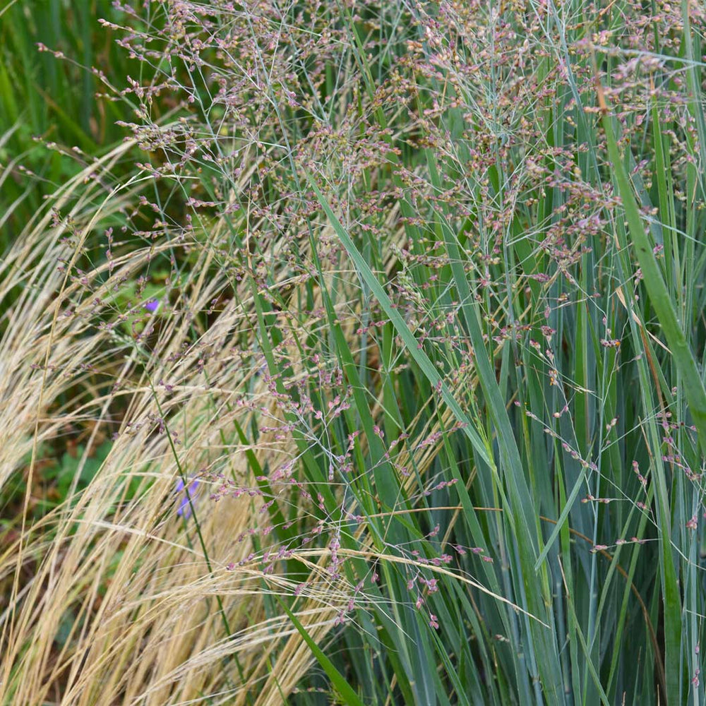Heavy Metal Blue Switch Grass