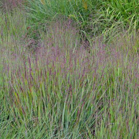 Heavy Metal Blue Switch Grass