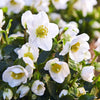 Jacob Lenten Rose