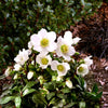 Jacob Lenten Rose