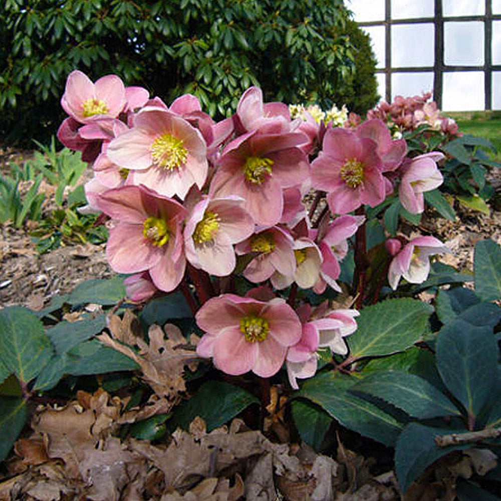 Gold Collection® Pink Frost Hellebore