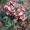 Gold Collection® Pink Frost Hellebore