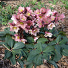 Gold Collection® Pink Frost Hellebore