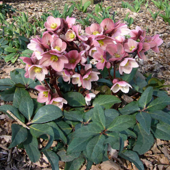 Gold Collection® Pink Frost Hellebore