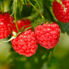 Heritage Everbearing Raspberry Plant