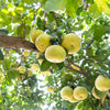 Hirado Pummelo Tree