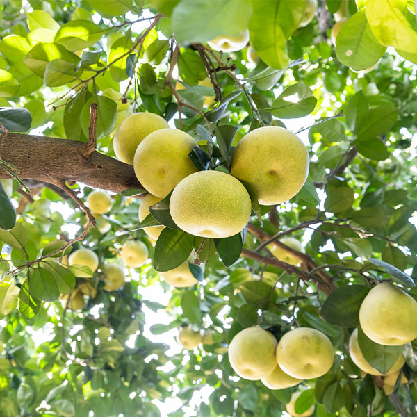 Hirado Pummelo Tree