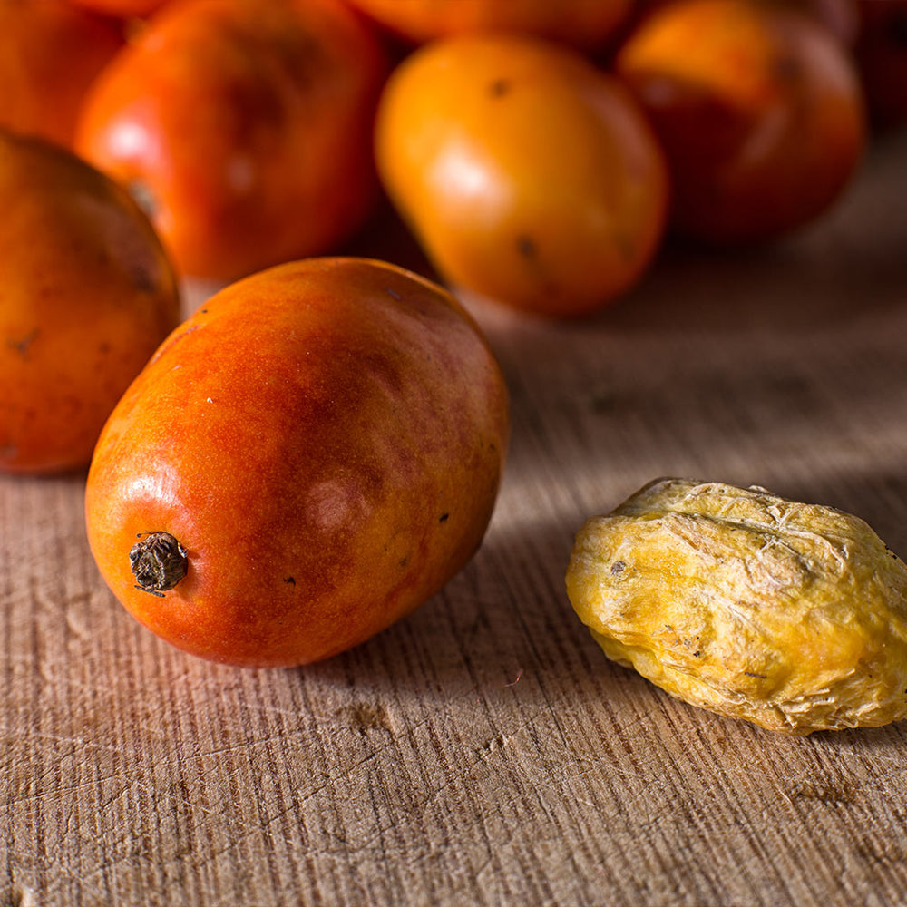 Red Hog Plum Tree