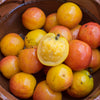 Red Hog Plum Tree