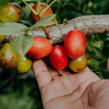 Red Hog Plum Tree