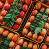 Red Hog Plum Tree