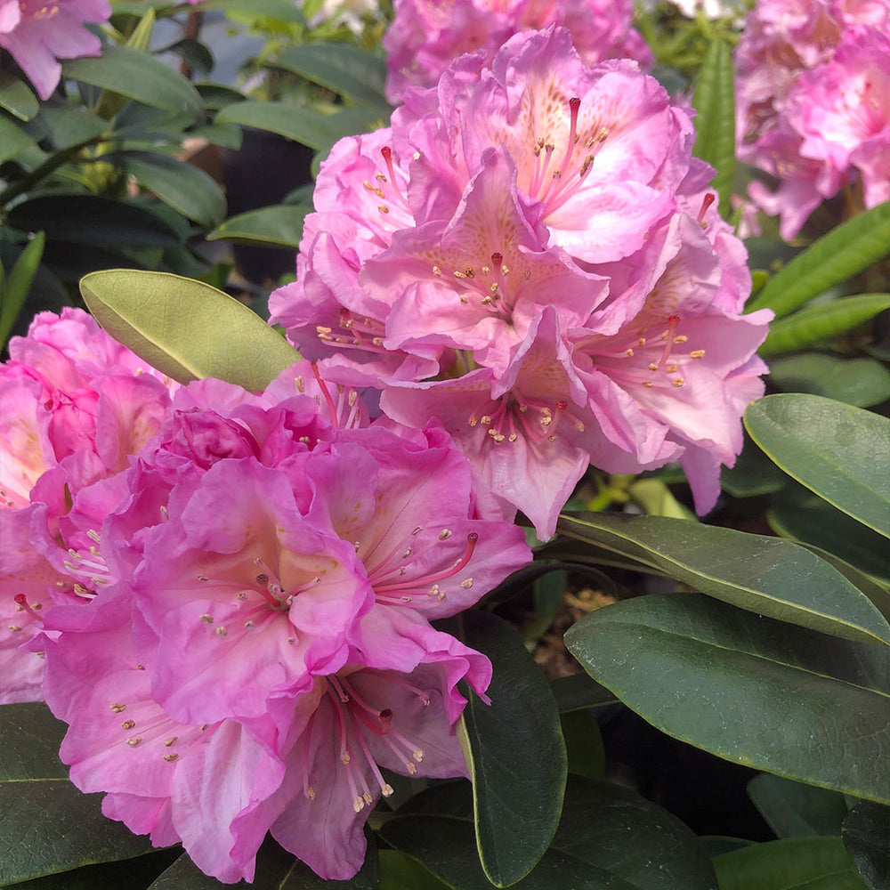 Holden's™ Pink Hybrid Rhododendron Shrub