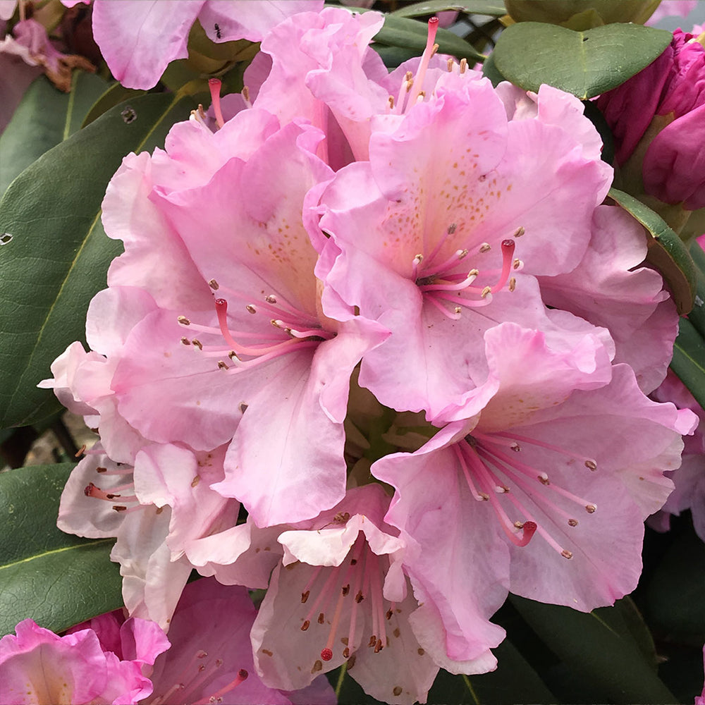 Holden's™ Pink Hybrid Rhododendron Shrub