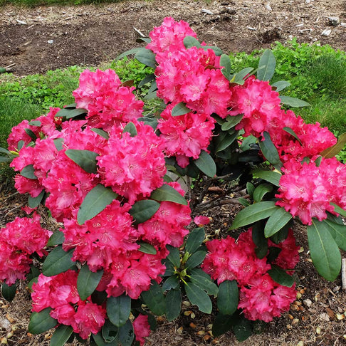 Holden's™ Red Hybrid Rhododendron Shrub
