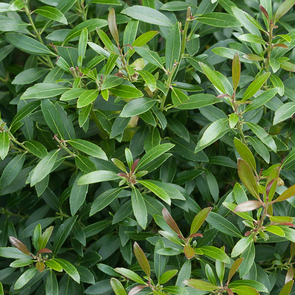 Proven Winners® Gem Box® Holly Shrub