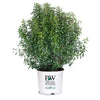 Proven Winners® Gem Box® Holly Shrub