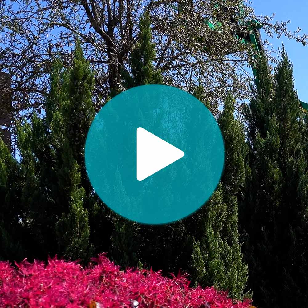 Hollywood Juniper Tree