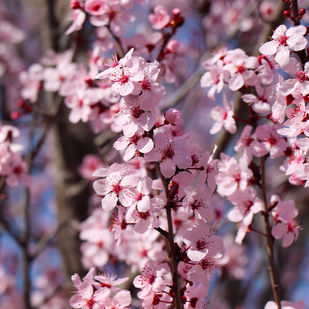 Hollywood Plum Tree