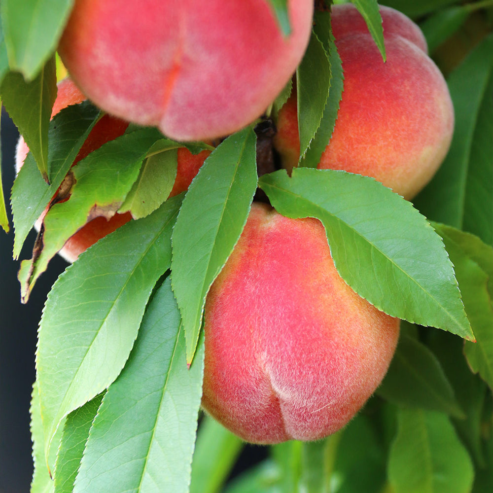 Honey Babe Miniature Peach Tree