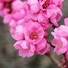 Honey Babe Miniature Peach Tree