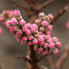 Honey Babe Miniature Peach Tree