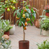 Honey Babe Miniature Peach Tree
