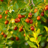 Honey Jar Jujube Tree