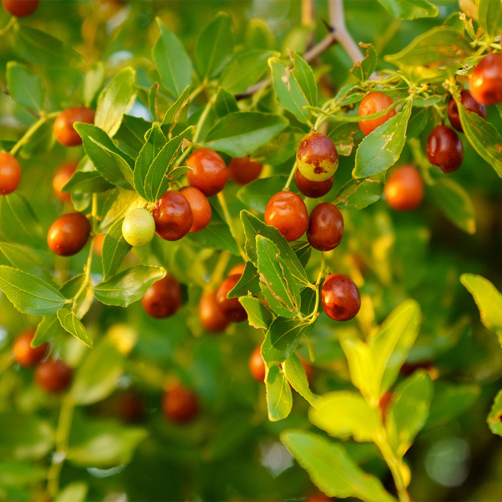 Honey Jar Jujube Tree