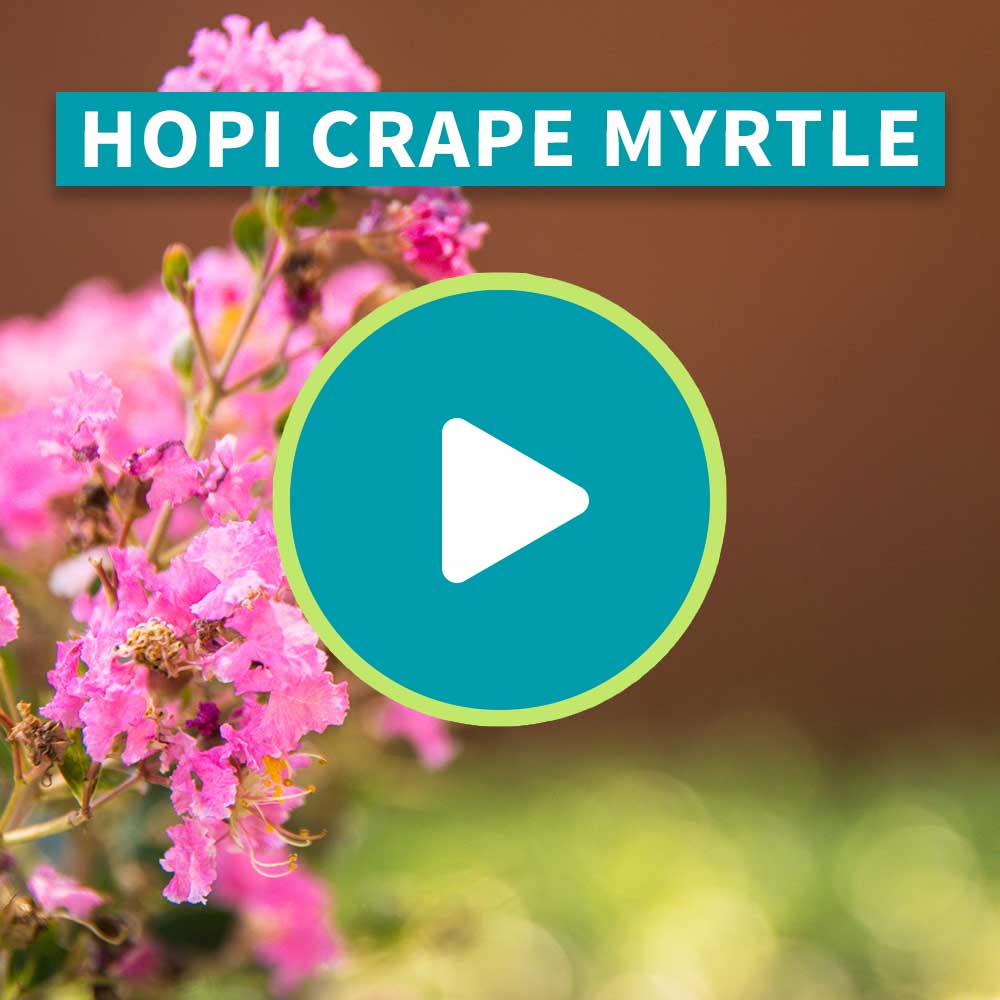 Hopi Crape Myrtle
