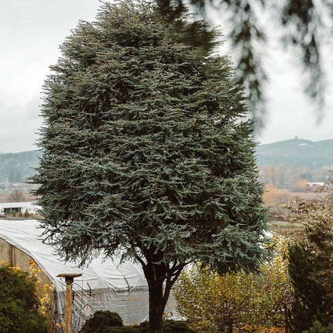 Horstmann Blue Atlas Cedar Tree