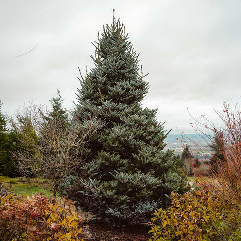 Horstmann's Silberlocke Korean Fir