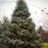 Horstmann's Silberlocke Korean Fir