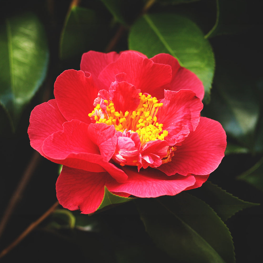 Hot Flash Camellia