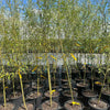 Willow Hybrid Tree