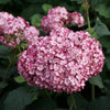 Proven Winners® Invincibelle Mini Mauvette Hydrangea Shrub