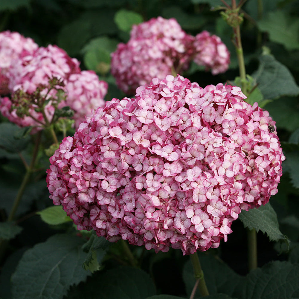 Proven Winners® Invincibelle Mini Mauvette Hydrangea Shrub
